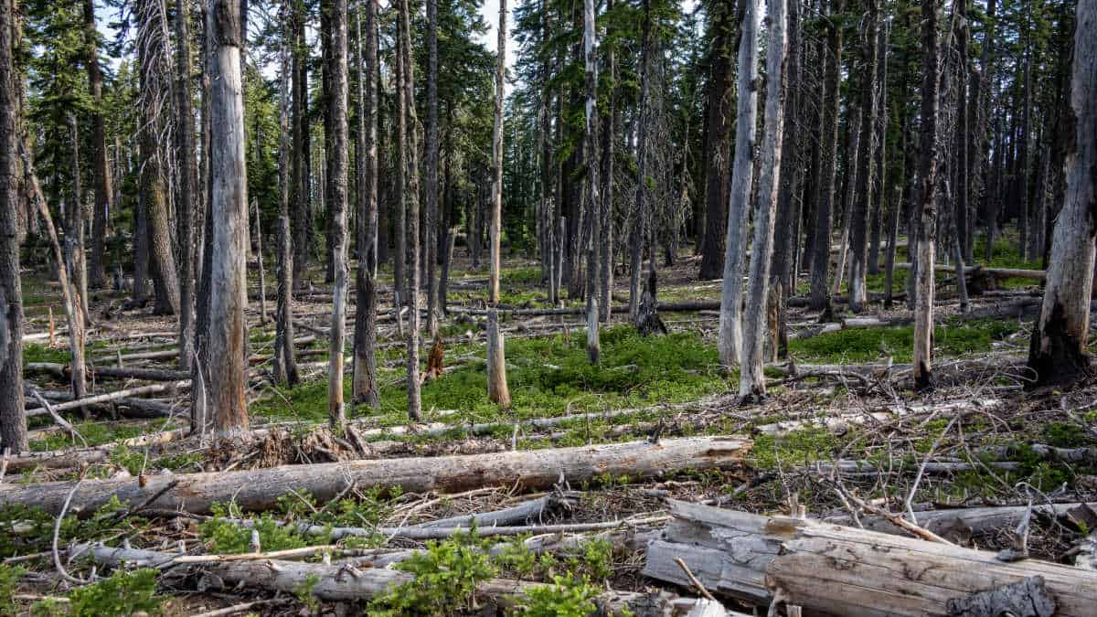 Exploring Sustainable Forestry: Education at Hopkins Demonstration Forest.