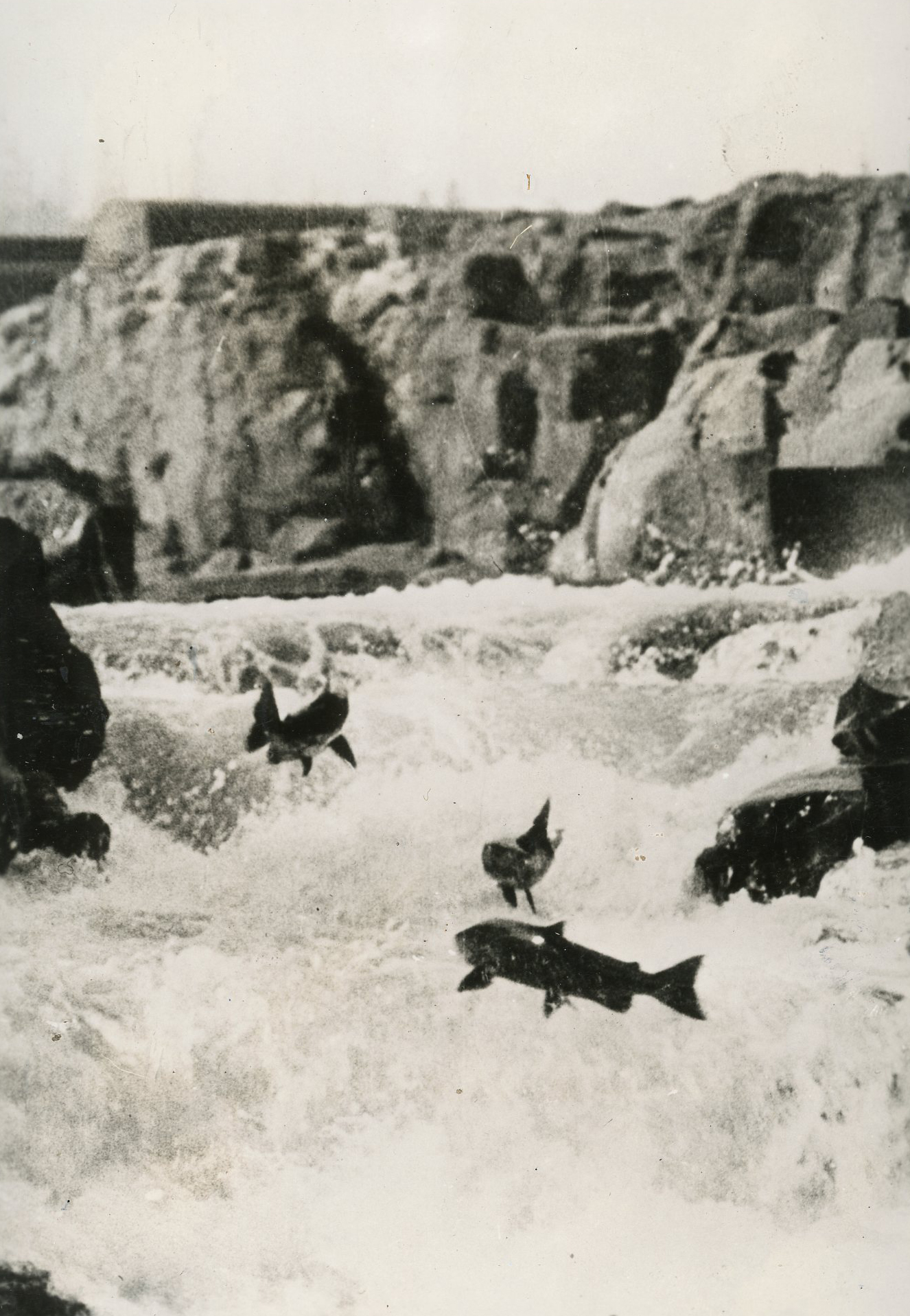 Salmon jumping at Willamette Falls, illustrating the area's rich biodiversity and cultural significance for Native American tribes.