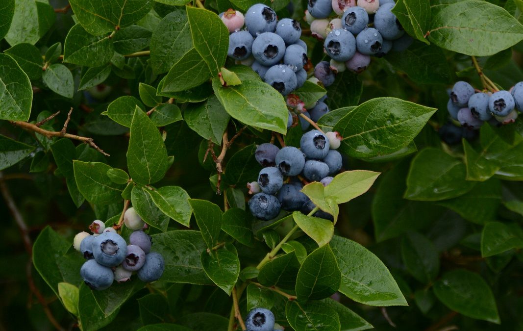 U-Pick Paradise: Discover Redland Blueberry Farm in Oregon City