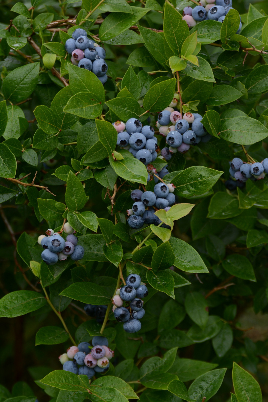 U-Pick Paradise: Discover Redland Blueberry Farm in Oregon City