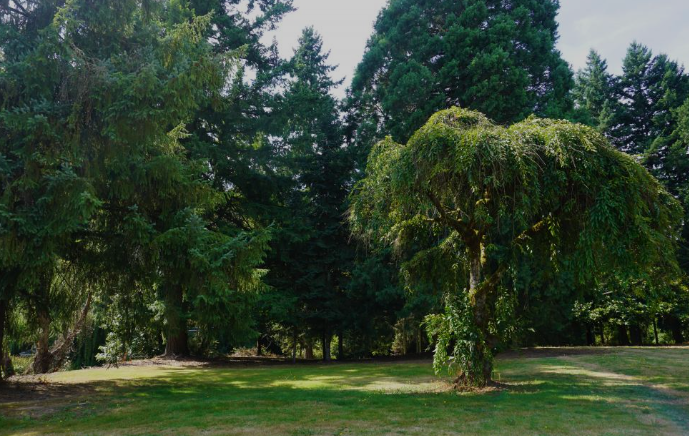 Exploring Abernethy Creek Park: Nature and Recreation in Oregon City