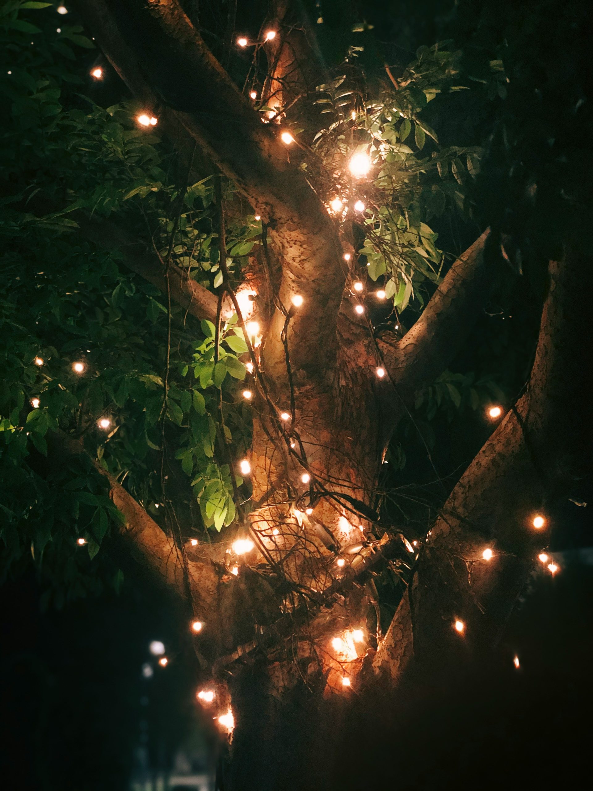 Illuminating the Holiday Spirit: The Tree Lighting at Liberty Plaza