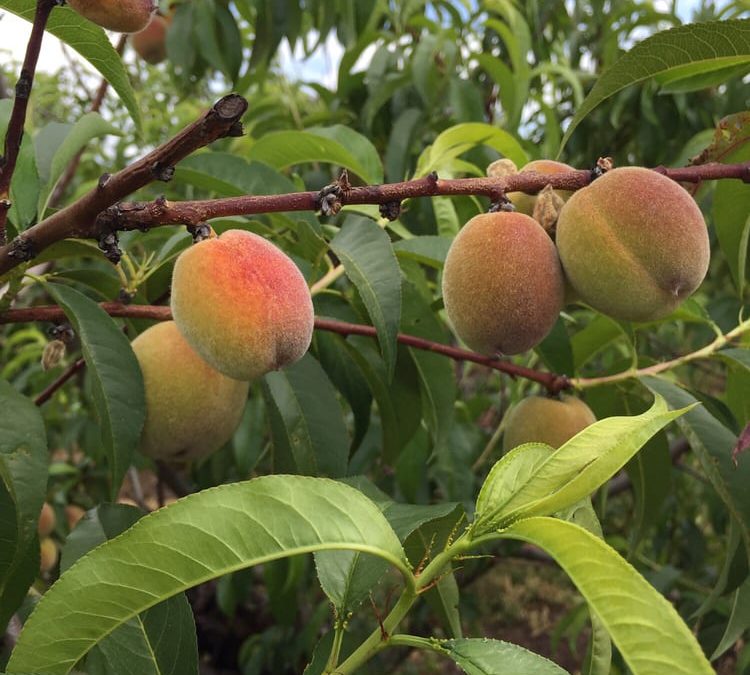 The Heart of Oregon’s Agriculture: A Visit to Albeke Farms