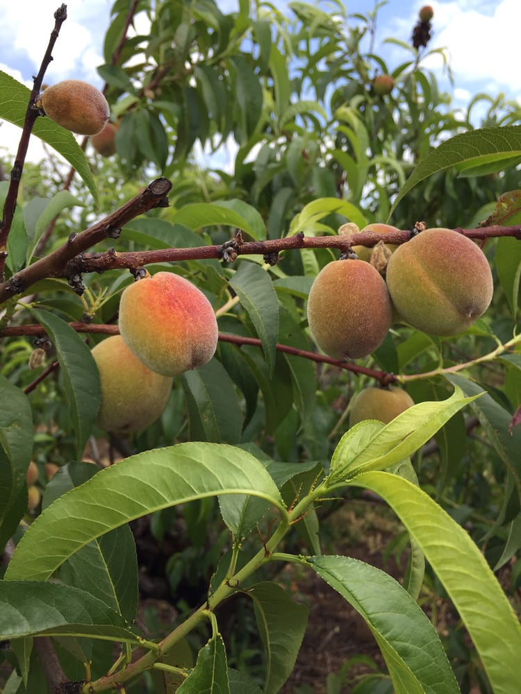 Albeke Farms in Oregon City, OR