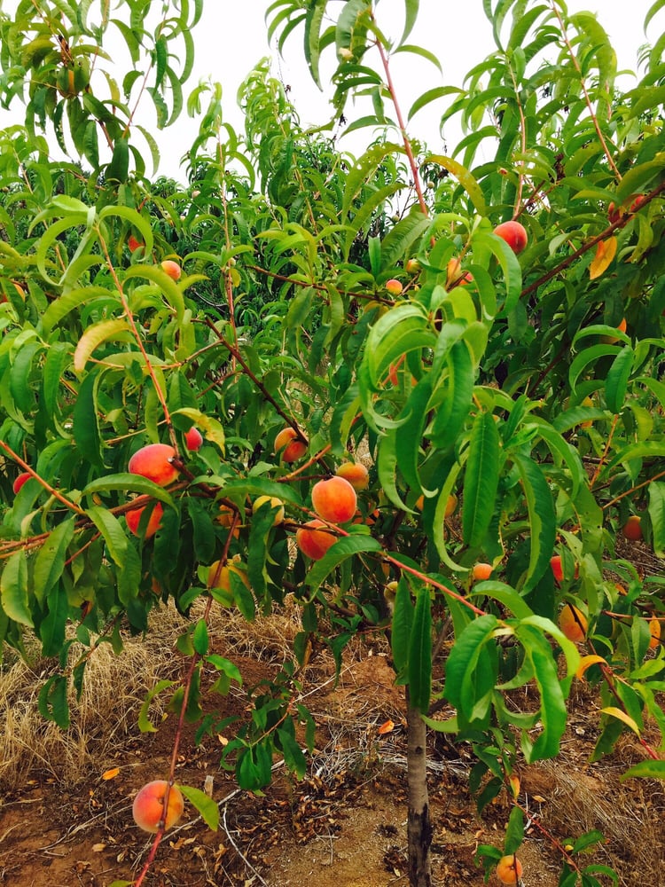 Albeke Farms in Oregon City, OR