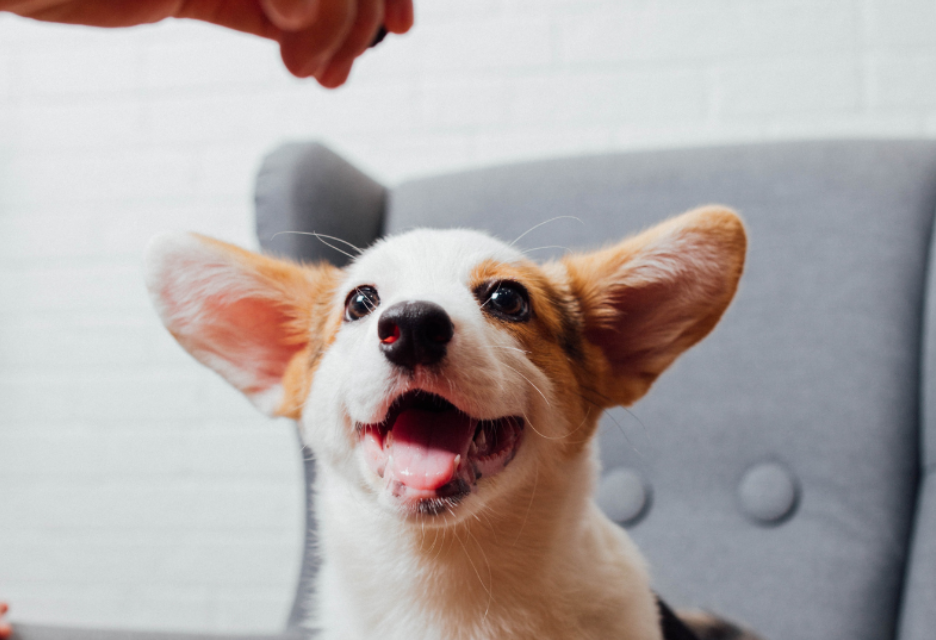 First City Veterinary Hospital: Your Pet’s Health Comes First in Oregon City