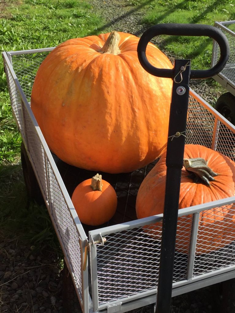 Pumpkin Patches in Oregon City, OR